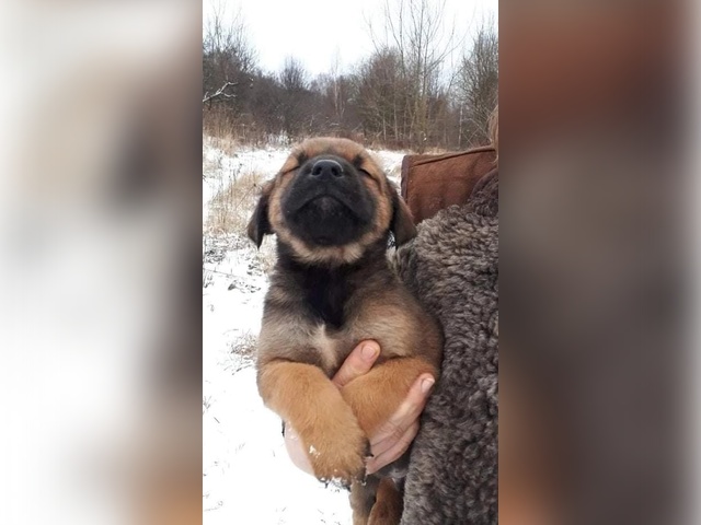 ЩЕНКИ ХОТОШО  #6