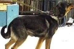 Кобра