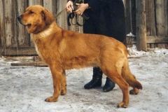 Т-Жина