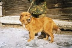 Терреза