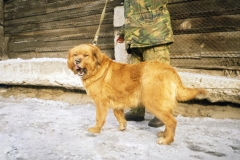 Терреза