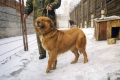 Терреза