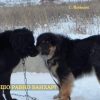 Хотошо равно Банхар?